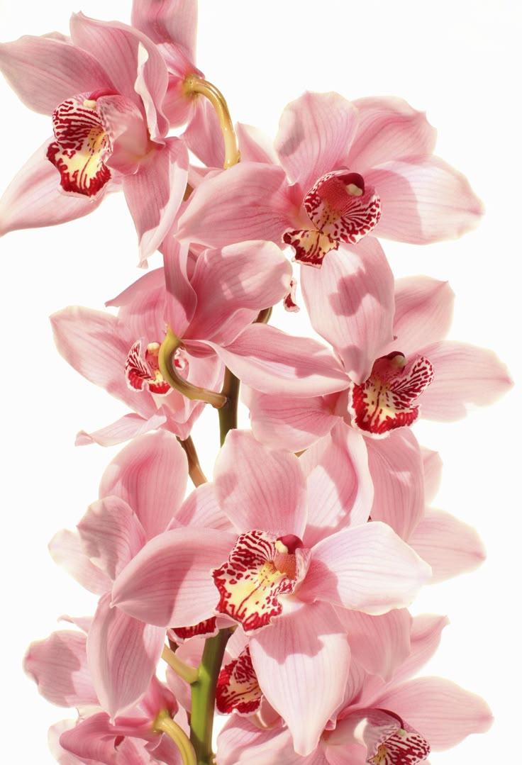 Velvet Caress: Luxe Ruby Flora Ensemble